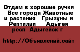 Отдам в хорошие ручки - Все города Животные и растения » Грызуны и Рептилии   . Адыгея респ.,Адыгейск г.